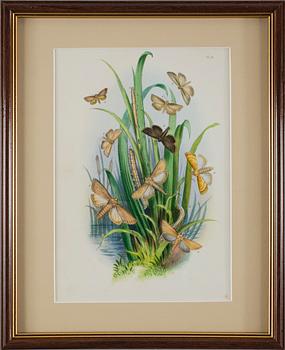 HANDKOLORERADE LITOGRAFIER, 6 st, Humphries, England, 1800-talets mitt.