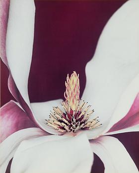 Helene Schmitz, "Praktmagnolia 3", 2004.