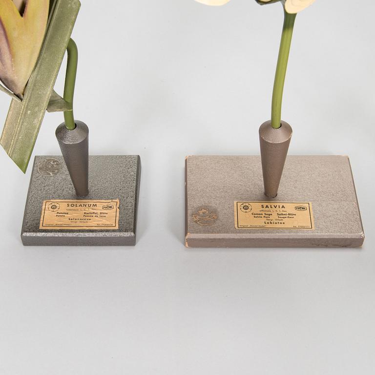 Robert Brendel & Carl Leopold Lohmeyer, A set of 4 educational materials / sculptures, "Botanic Flowers" by R. Bredel. Poland, turn of the 20th century.