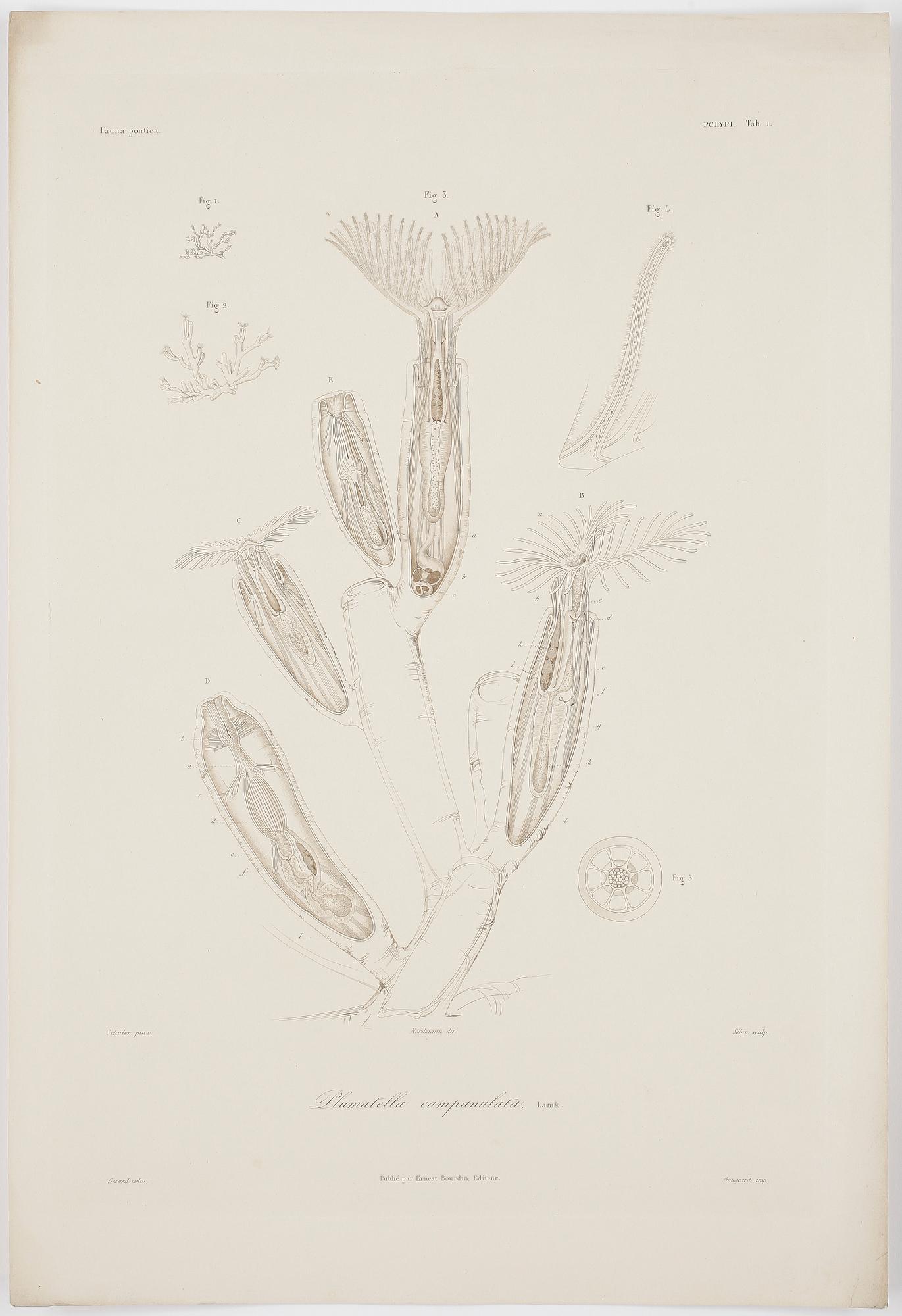 ALBUM, 55 st kolorerade gravyrer,  Publié par Ernest Bourdin, 1800-tal.