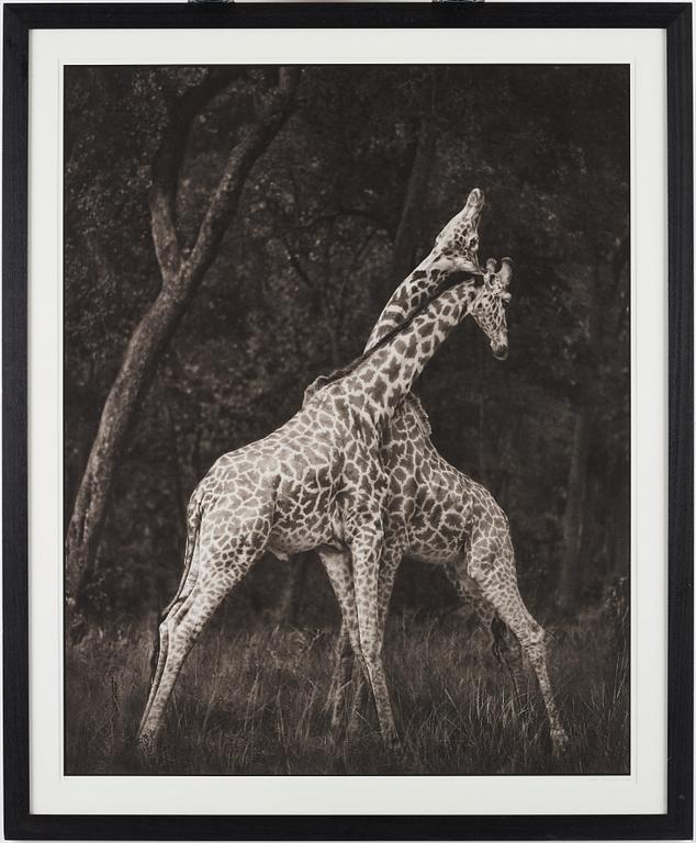 Nick Brandt, "Giraffes Battling in Forest, Masai Mara", 2008.