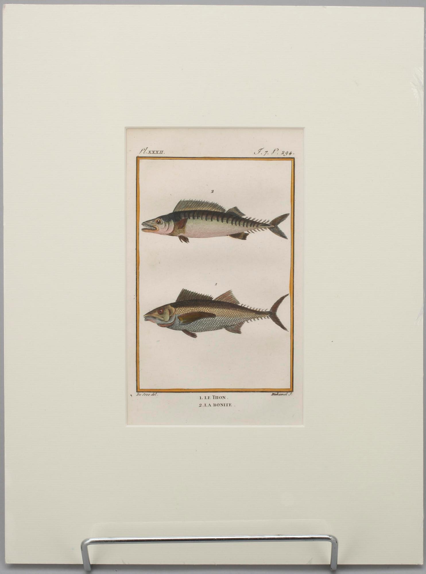 GRAVYRER, 7 st, efter de Seve, "Natural History" de Buffon. Senare upplagor.