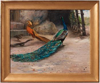 Hugo Birger, Peacock, thrush and Golden Pheasant.