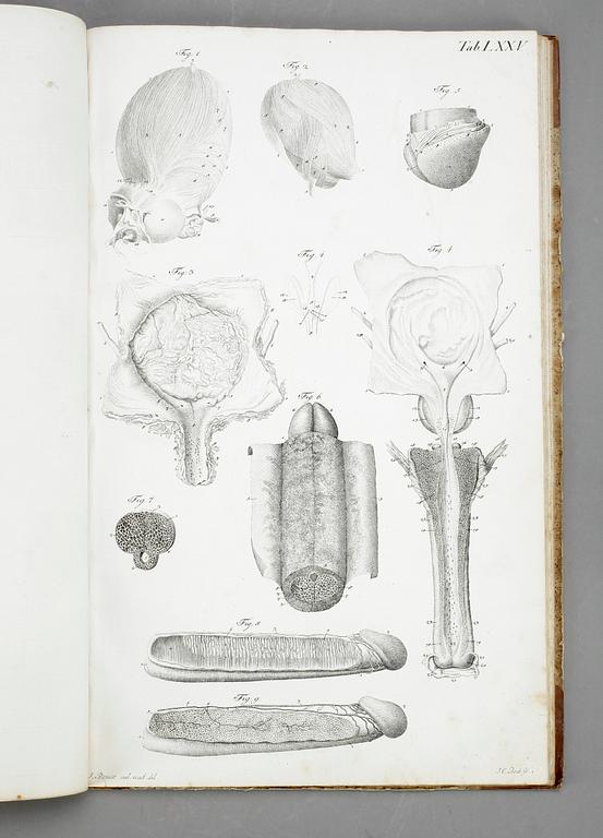 BOK, G H R Loders, "Tabulae Anatomicae Splanchologia", omkr år 1800.