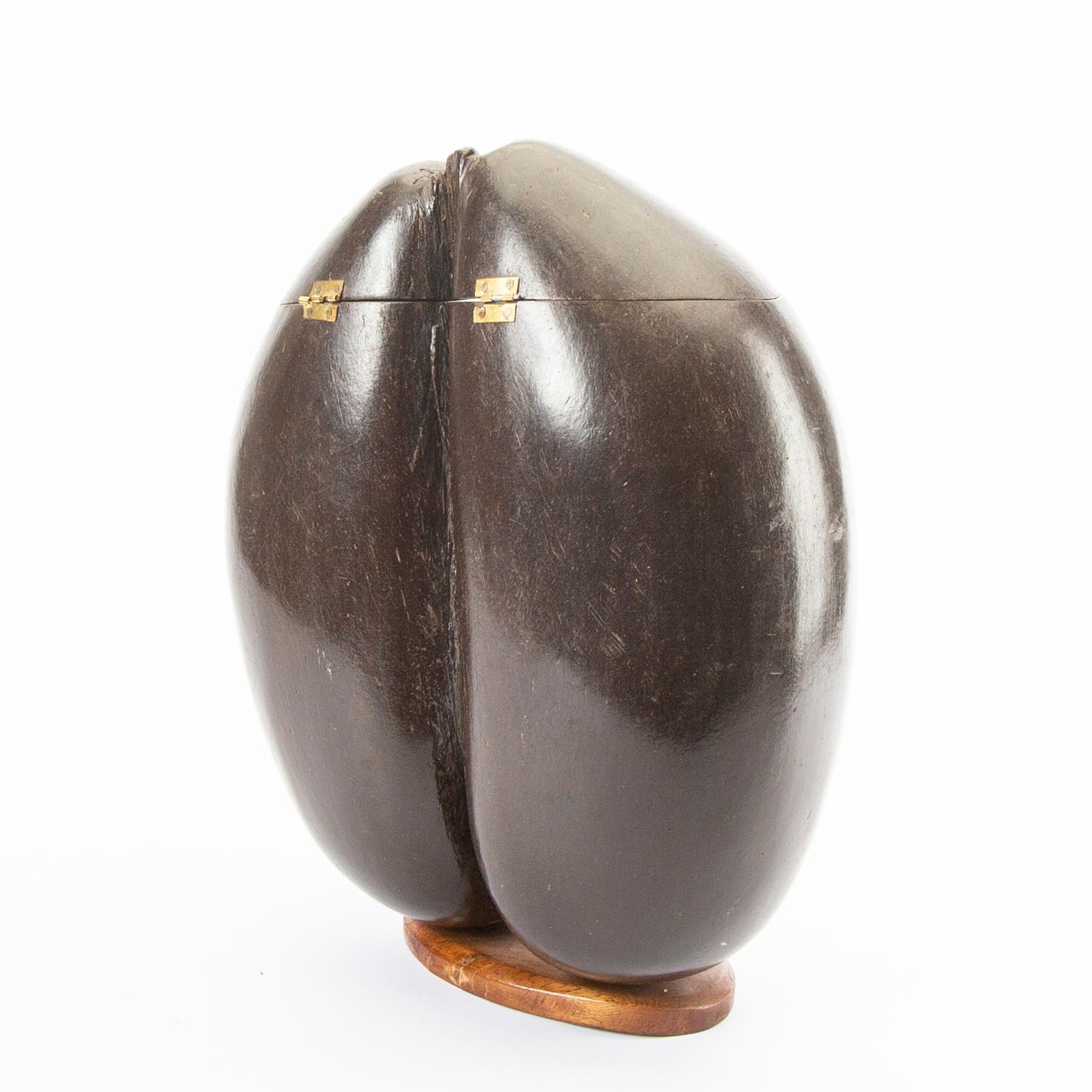 Ash, double coconut, so called Coco de Mer, Lodoicea maldivica.