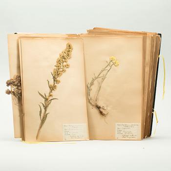 HERBARIUM, 1926-1928.