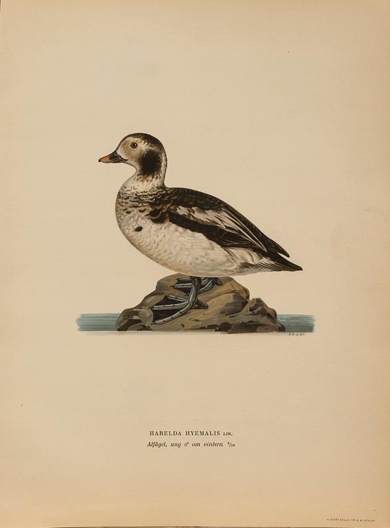 LITOGRAFISKA TRYCK, 28 st, ur M och W von Wrights "Svenska fåglar", A. Börtzells, Stockholm.