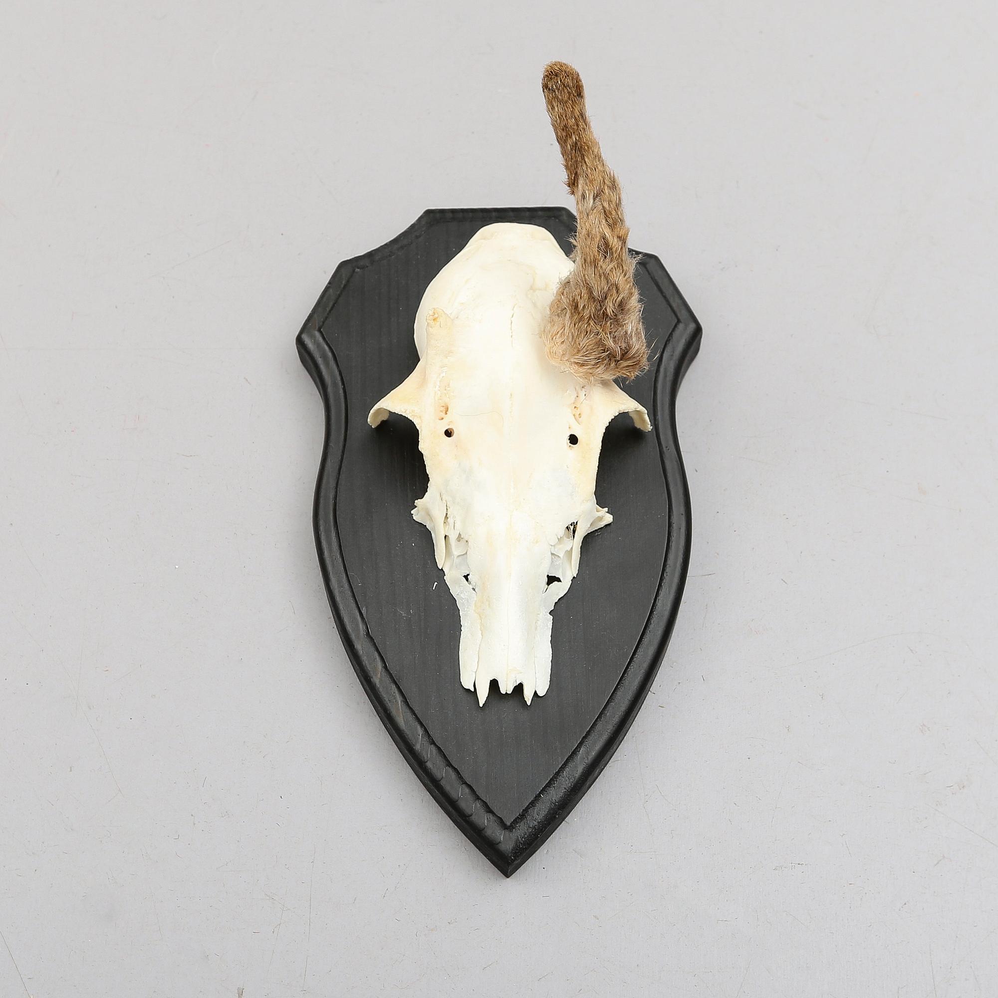 JAKTROFFÉR, 23 st (8+15), 1900-tal.