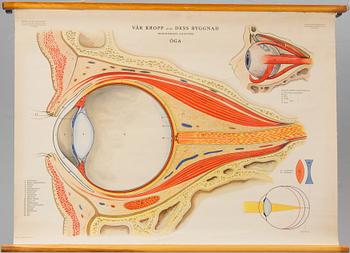 SKOLPLANSCHER, 2 st. Anatomiska motiv.