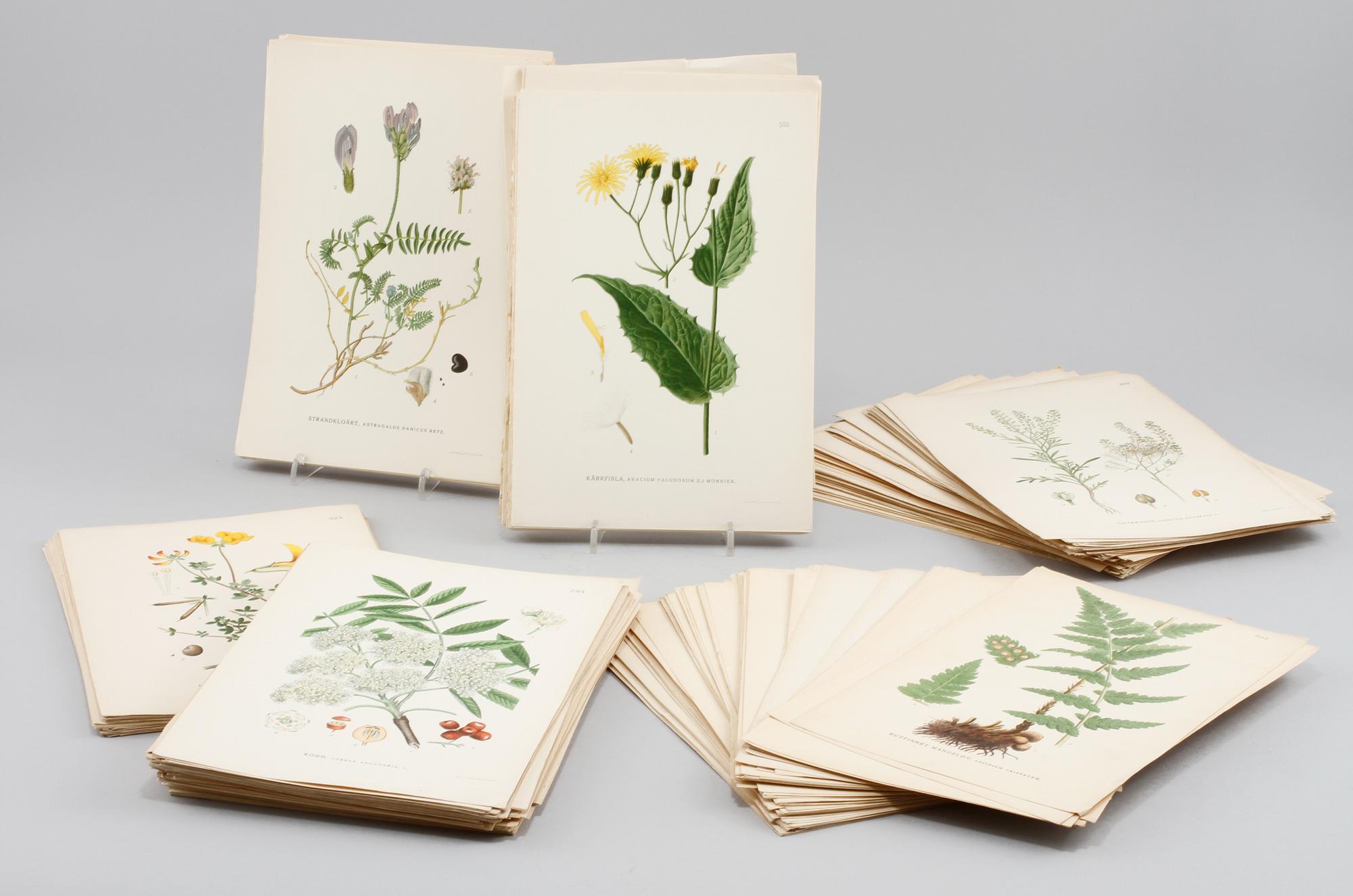 LITOGRAFISKA TRYCK, ca 500 st, bl a ur "Nordens Flora", A. Börtzells, Stockholm, 1900-talets första hälft.