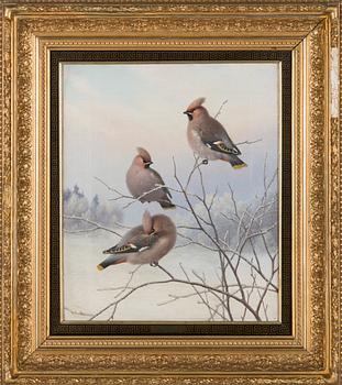 Ferdinand von Wright, Waxwings in winter landscape.