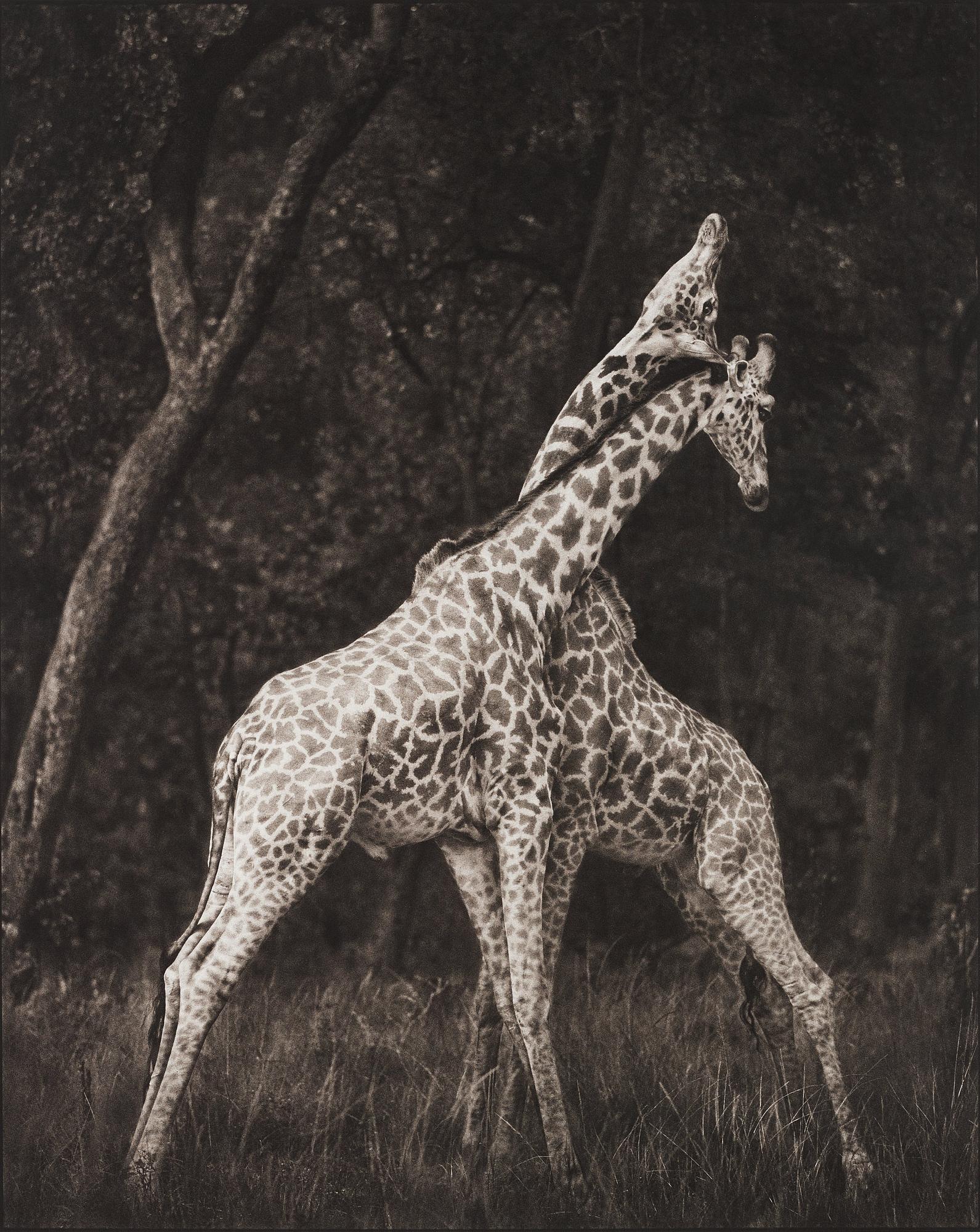 Nick Brandt, "Giraffes Battling in Forest, Masai Mara", 2008.