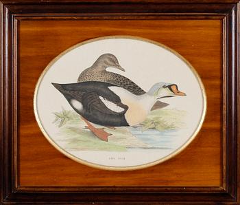 TAVLOR, 1 par, grafiska blad, 1900-tal.