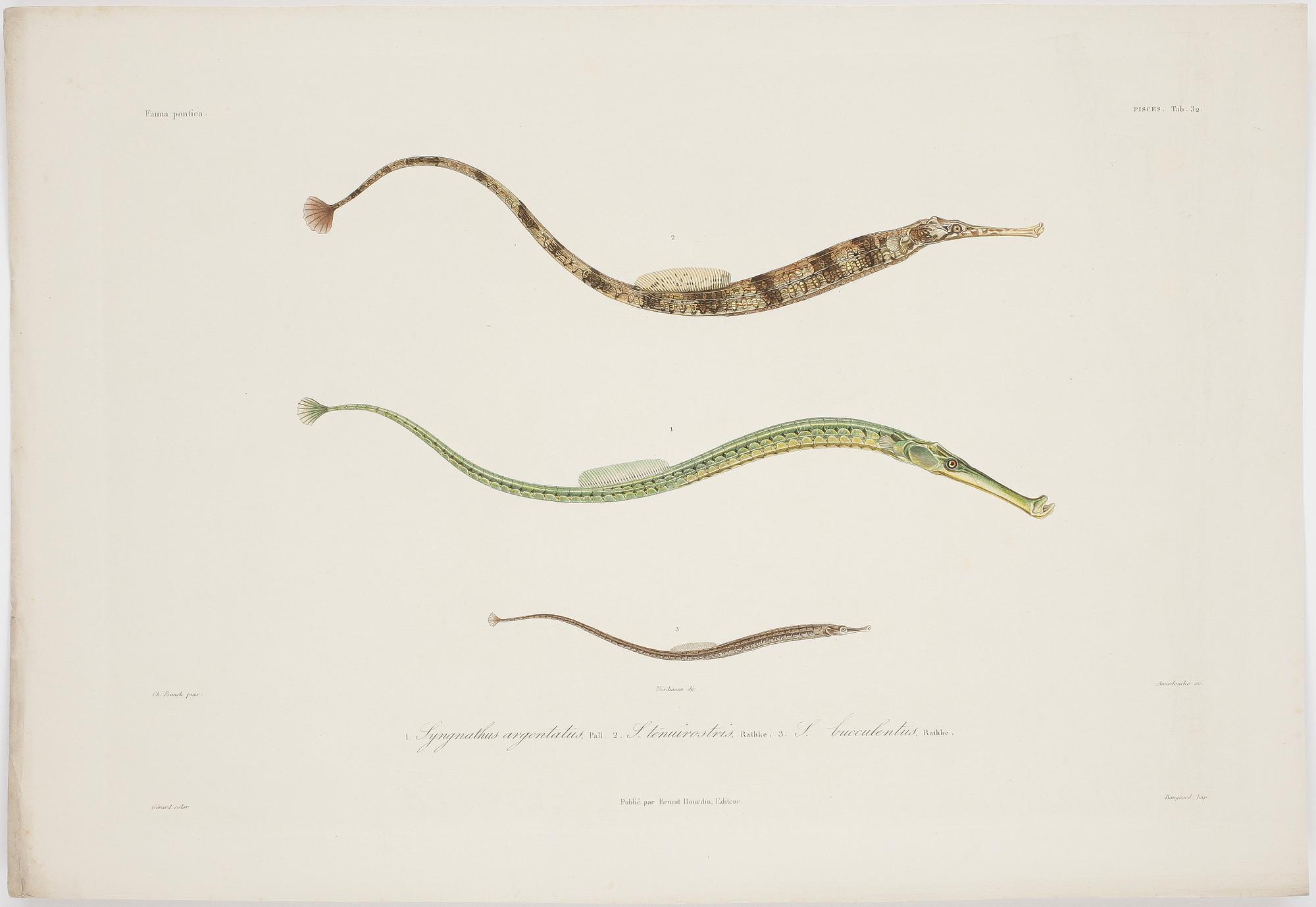 ALBUM, 55 st kolorerade gravyrer,  Publié par Ernest Bourdin, 1800-tal.
