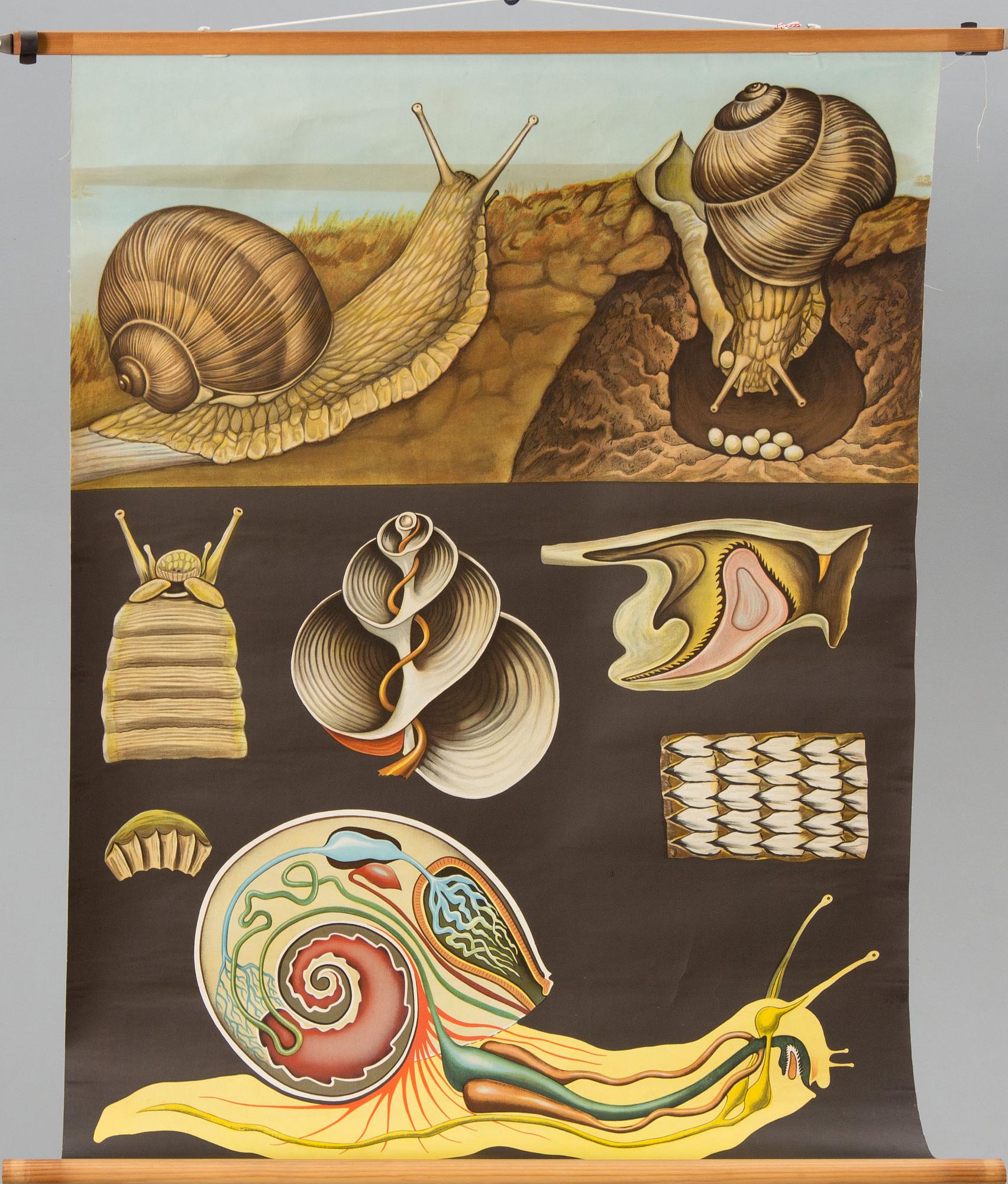 SKOLPLANSHER, 3 st, Gumperts, djurmotiv.