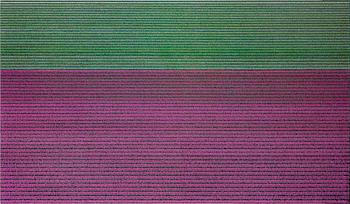 DANIEL SANDBERG, C-print, signerad och numrerad nr 1 av 6 a tergo.