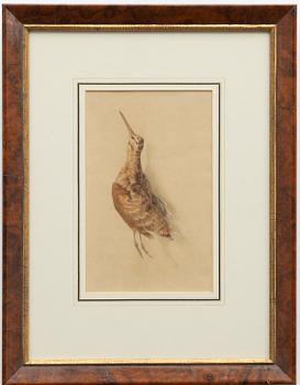 Unknown artist, likely Germany, watercolours, 2 pcs, bird studies, 19th century.