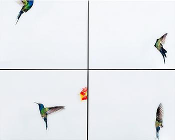 219. Sanna Kannisto, "HUMMINGBIRD FLIGHT".