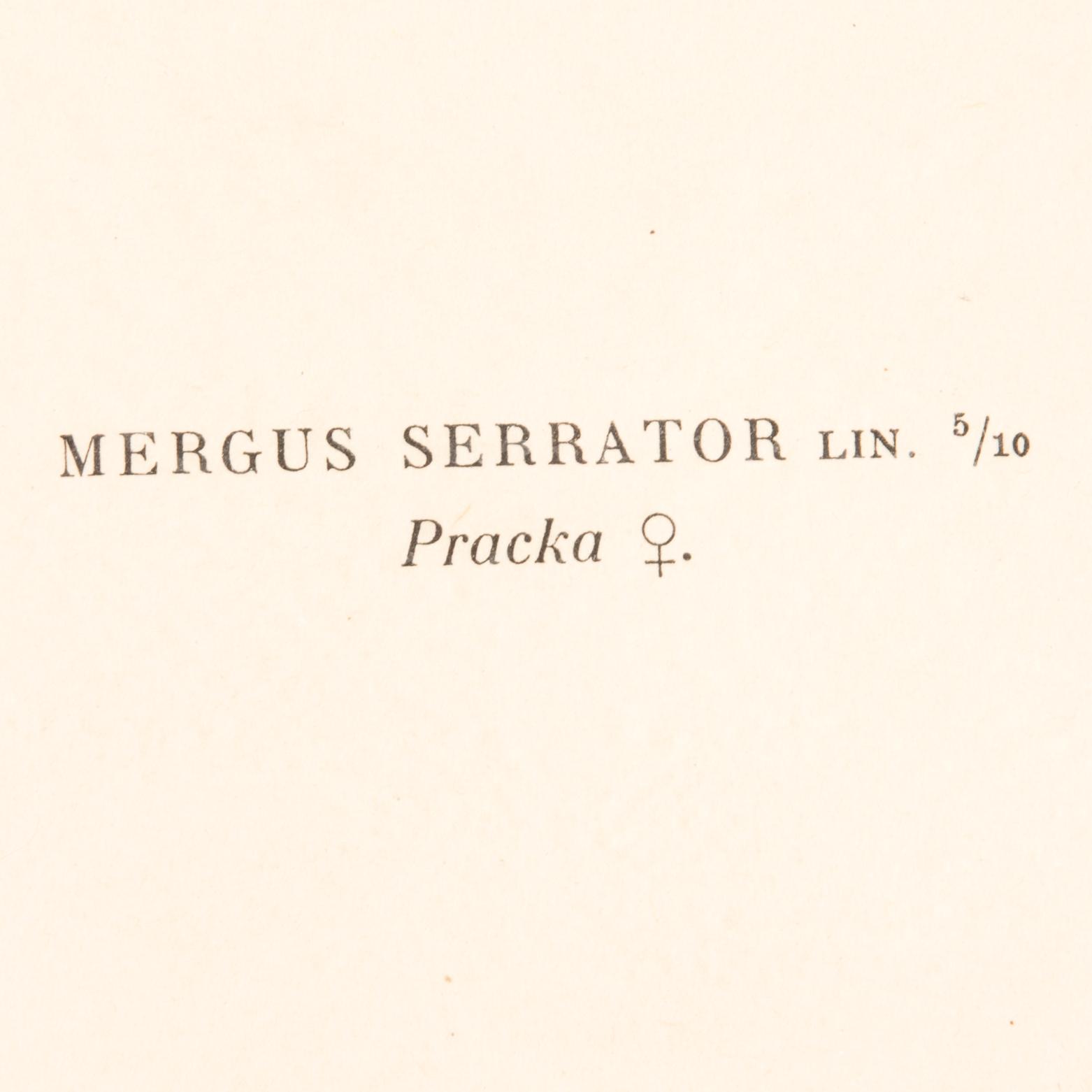 LITOGRAFIER, 4 st, efter von Wright, Magnus, Wilhelm & Ferdinand & Hallberg, Bror. A. Börtzell, Stockholm.