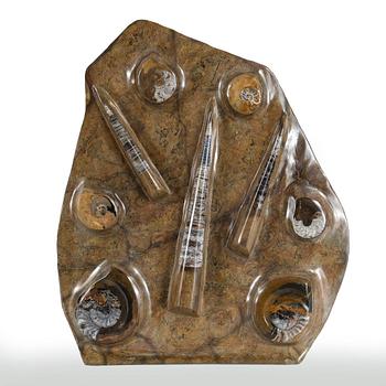 FOSSIL, enligt uppgift Atlasbergen, Marocko.