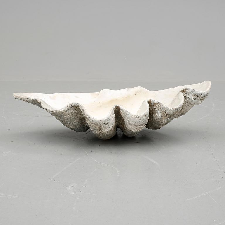 MUSSLA, fossil.