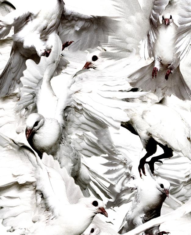 Thomas Klementsson, "Birds".