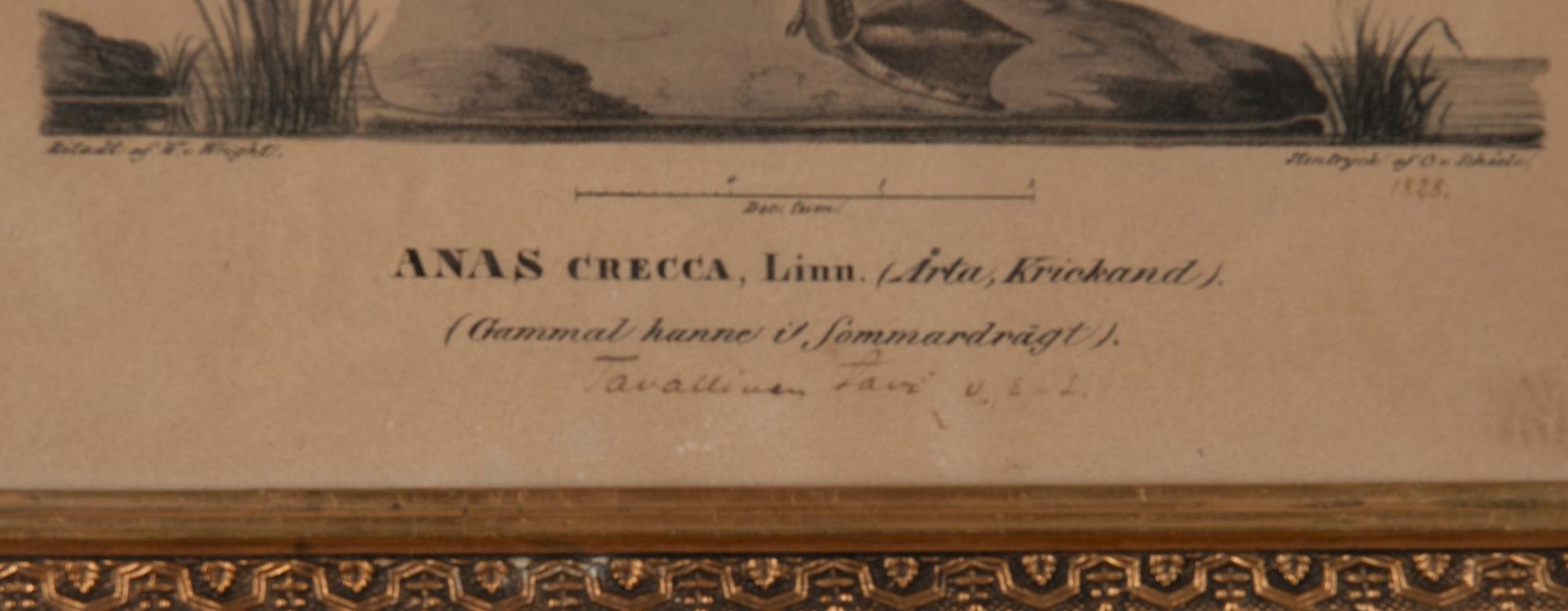 FÄRGLITOGRAFI, Wilhelm von Wright, ur verket "Svenska Foglar", daterad 1828, Stentryck af C. v. Schéete.