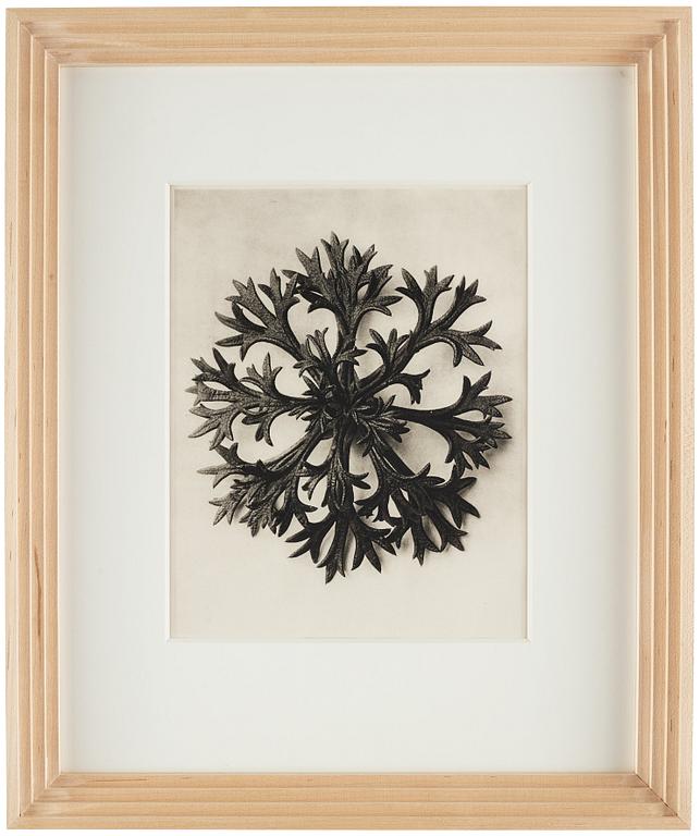 Karl Blossfeldt, "Urformen der Kunst", 1928 (22 parts).