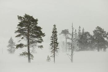 Karin Alfredsson, Ur sviten "Snö och regn skall passera", 2019.