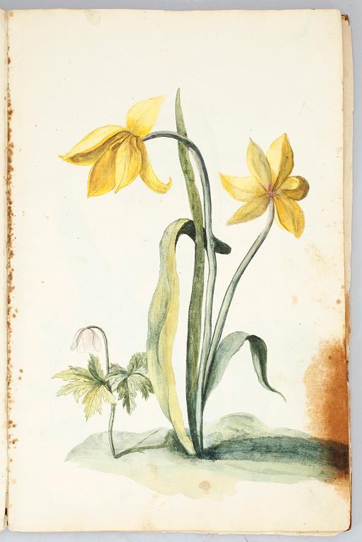 BOK MED BOTANISKA AKVARELLER, Maria Sophia Morman, dat 1739.