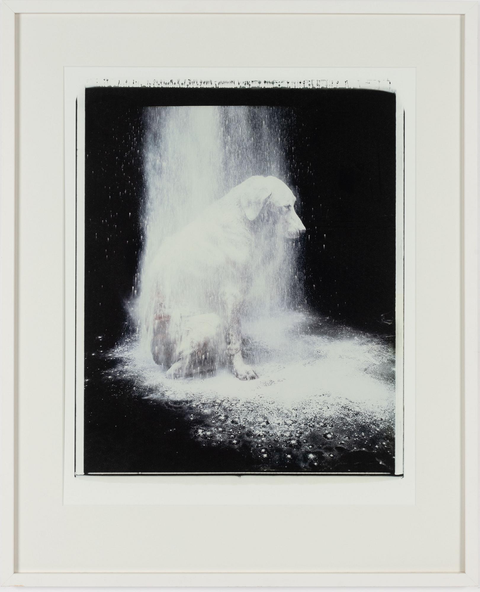 William Wegman, "Dusted", 1988.