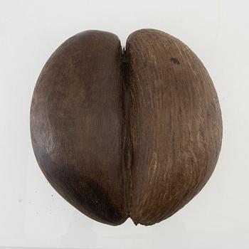 Dubbelkokosnöt, så kallad Coco de Mer, Lodoicea maldivica.