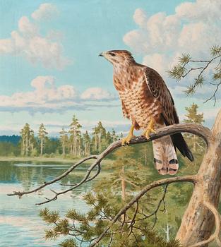 324. Matti Karppanen, SPARROWHAWK.