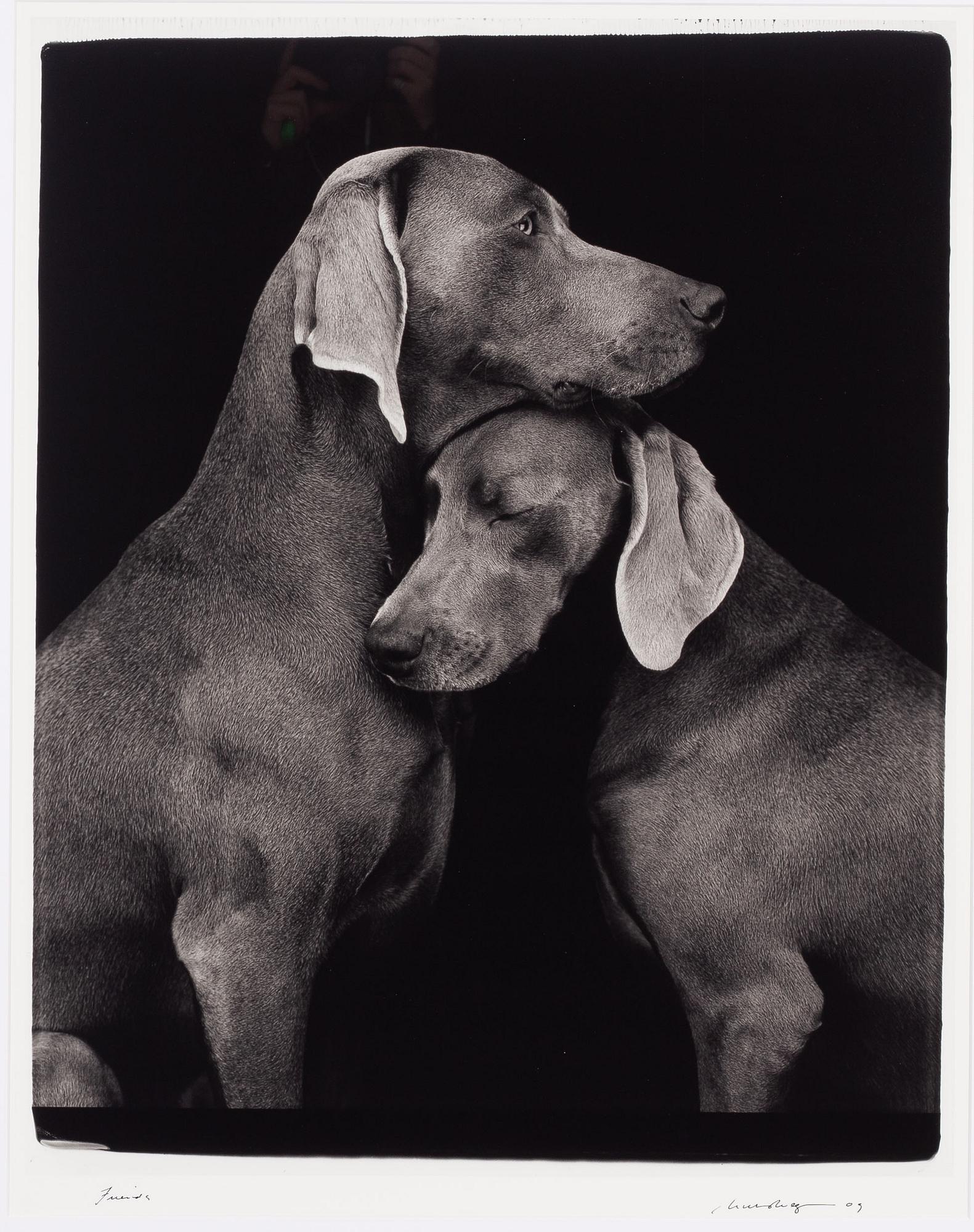 William Wegman, "Friends".