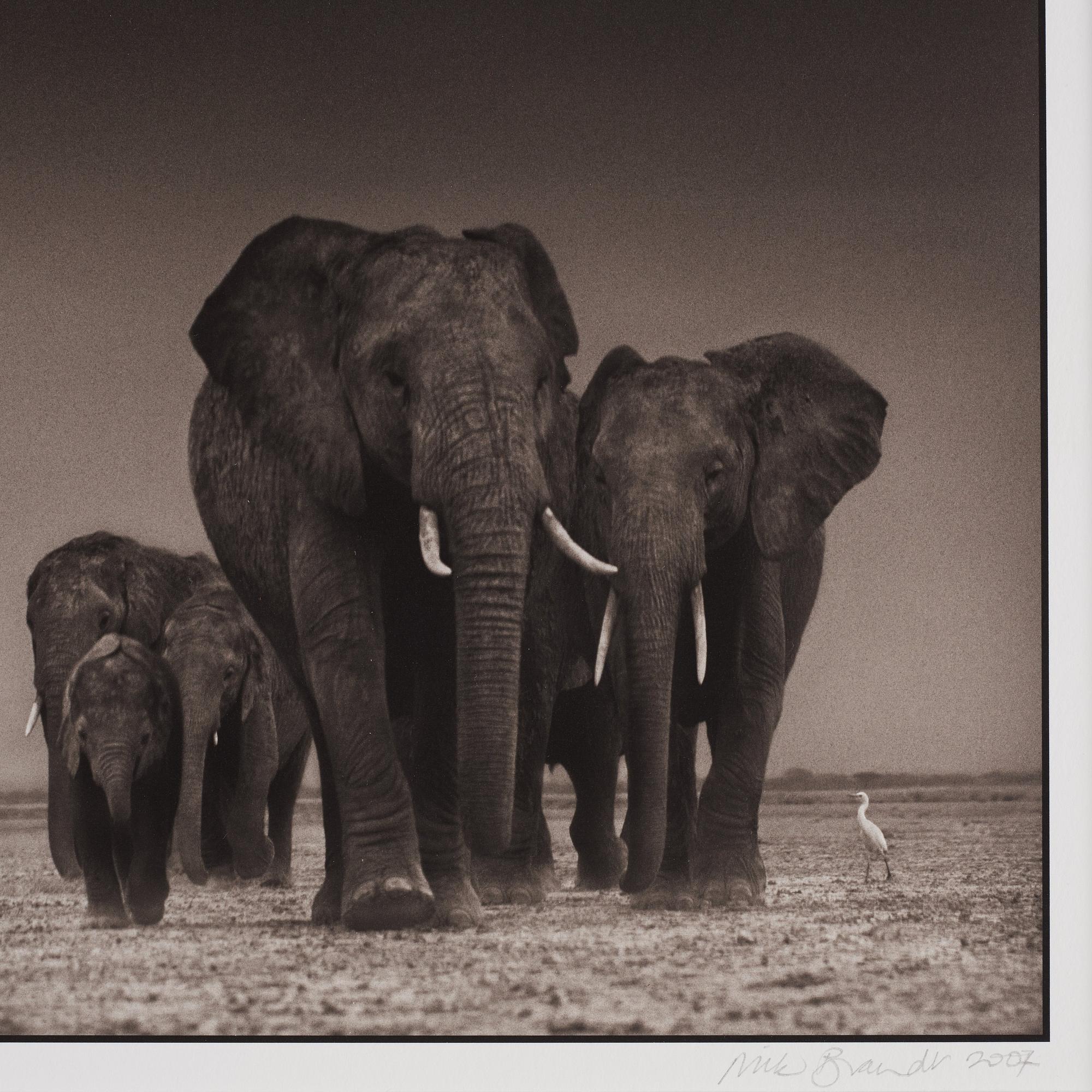 Nick Brandt, "Elephants and Egrets after storm, Amboseli, 2007".