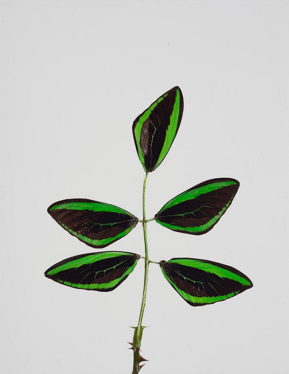 Nathalia Edenmont, "Minaeto", 2007-2008.