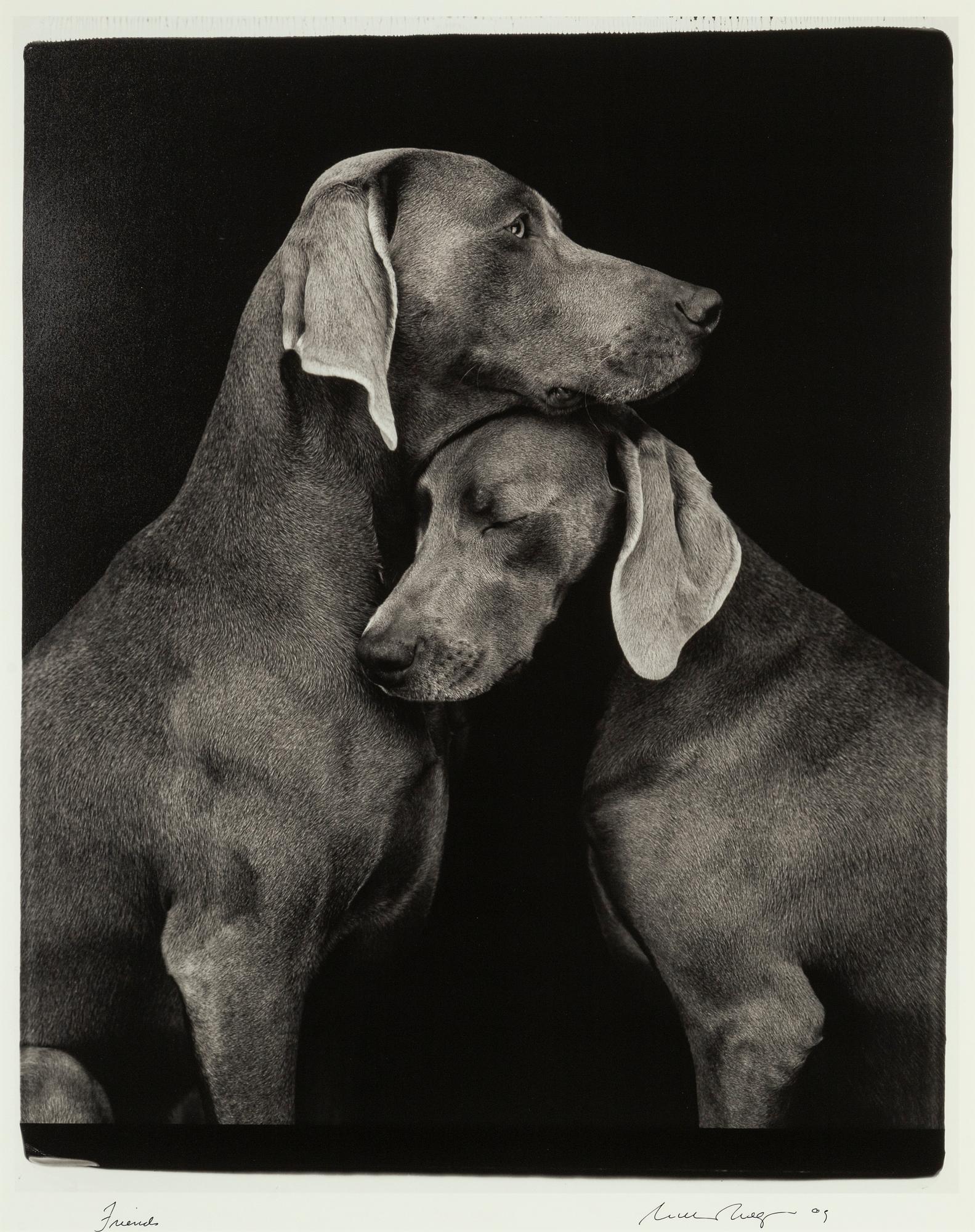William Wegman, archival pigment print 2009, signed. Numbered 117/1500 verso.