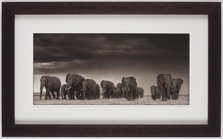 Nick Brandt, 'Elephants and Egrets after storm, Amboseli, 2007'.