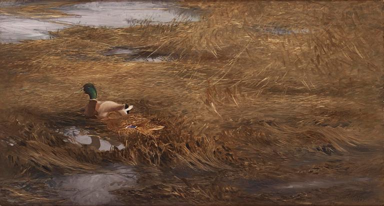 Bruno Liljefors, Mallards in the reeds.