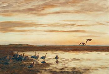 929. Bruno Liljefors, Sun setting on Wild geese.