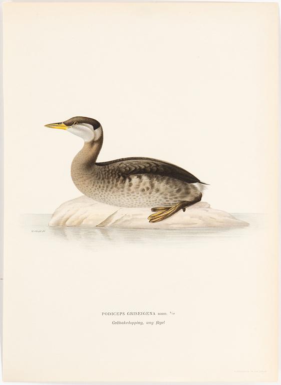 LITHOGRAPH, 30 pcs, after von Wright, Magnus, Wilhelm and Ferdinand & Hallberg, Bror. A. Börtzell, Stockholm.