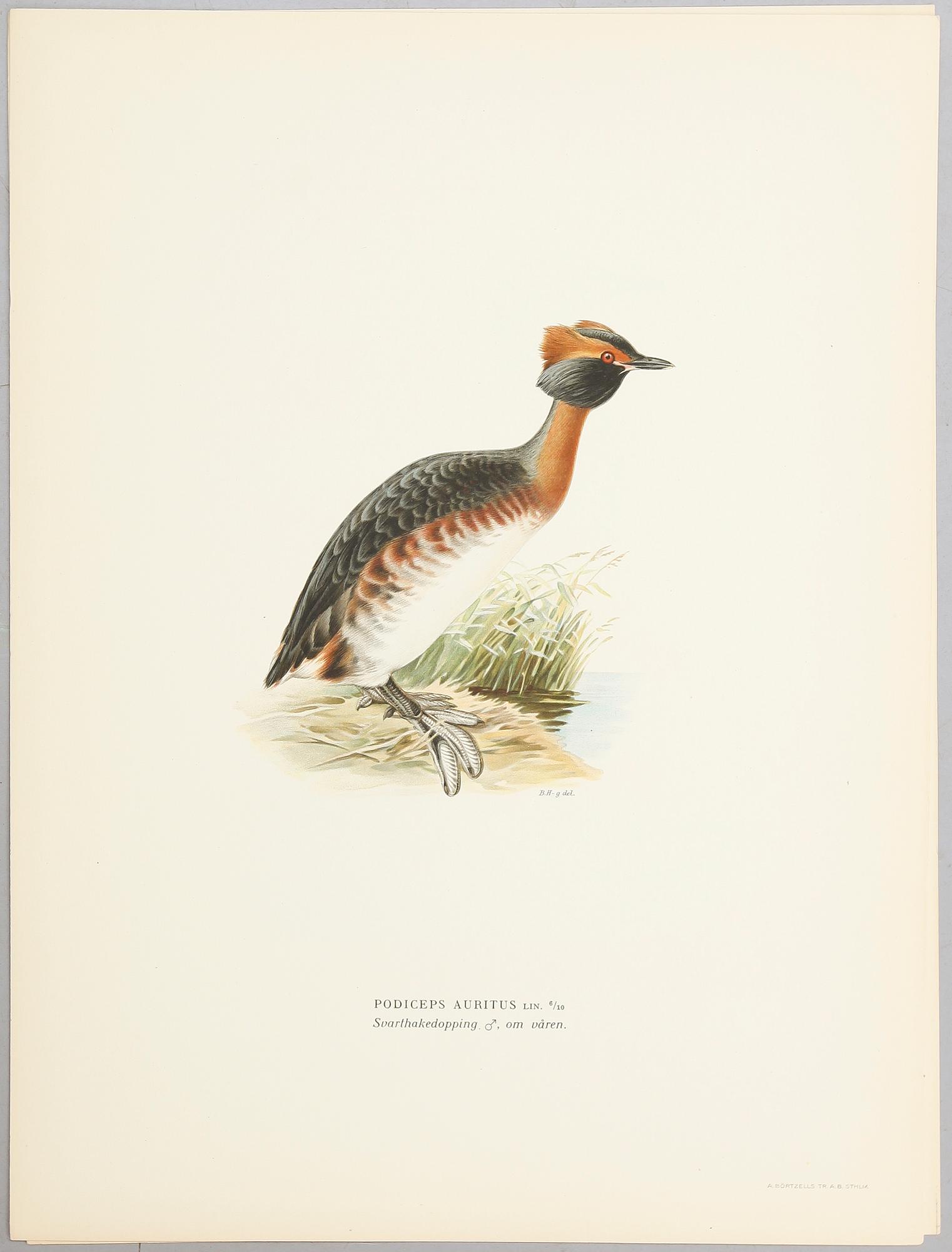 LITOGRAFISKA TRYCK, ca 30 st, ur M och W von Wright, Svenska fåglar.
