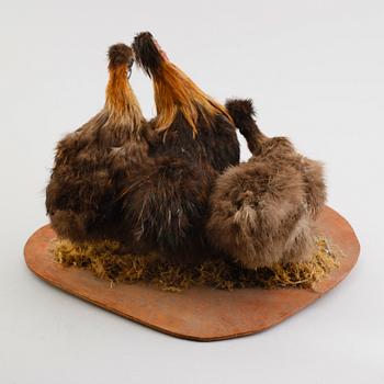 TAXIDERMI: 3 pärlhöns, England, 1900-talets första hälft.