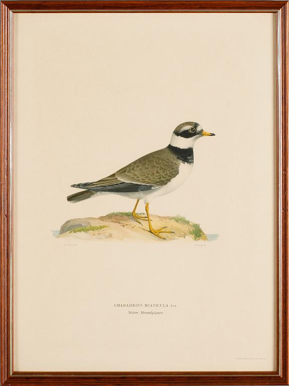 LITOGRAFISKA TRYCK, 13 st, ur von Wrights "Svenska fåglar", A. Börtzells, Stockholm.