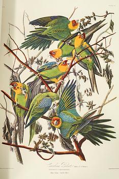 BOK, "The Birds of America", volym I, John James Audubon, numrerad 456/500, 1973.