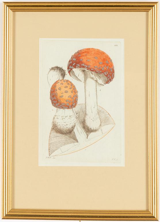 Twelve hand-coloured engravings, J.W. Palmstruch, from 'Svensk Botanik', 1802-1840.