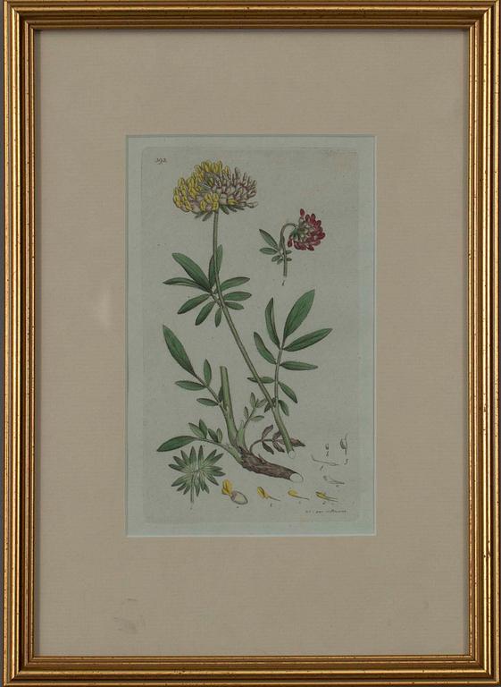 JOHAN WILHELM PALMSTRUCH, 4 st, handkolorerade kopparstick, 1800-talets början.