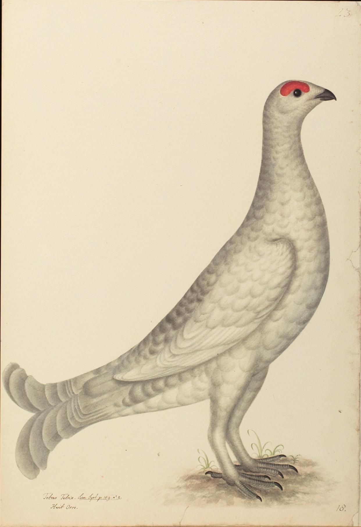 OLOF RUDBECK D.Y., "Svenska fåglar" bok + planschverk.