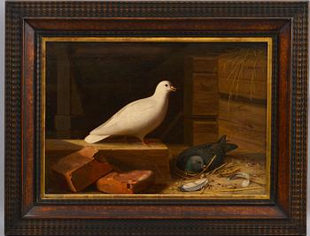 Ferdinand von Wright, "PALOMA BLANCA".