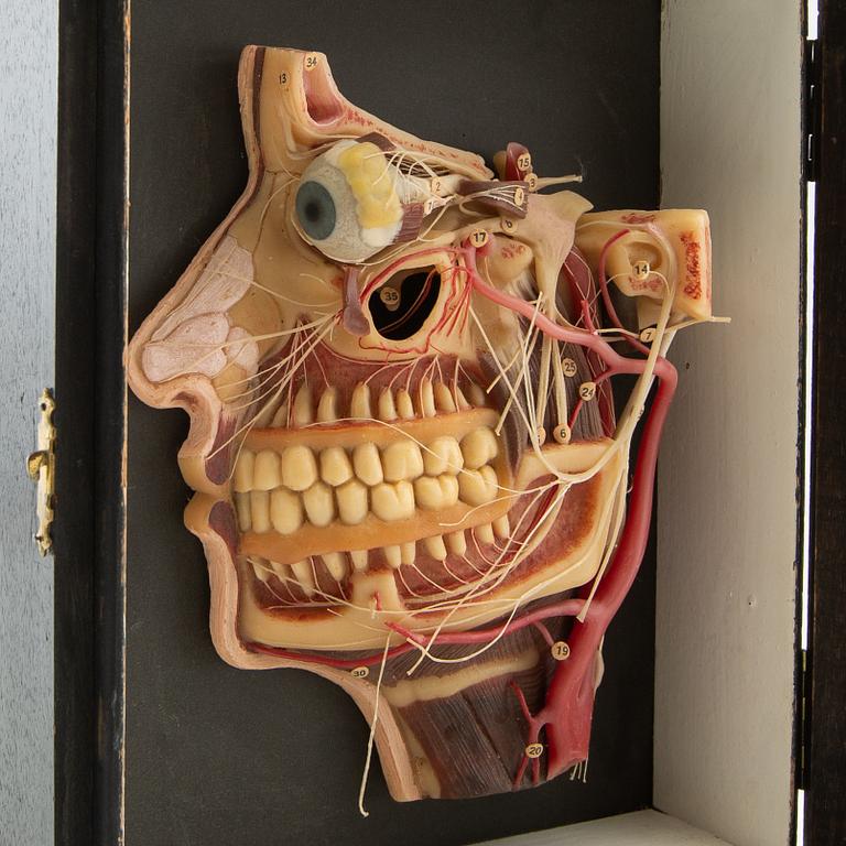 Anatomical model Lehrmittelwerke Berlin Publishing House 1920s/30s.